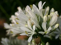 Blume