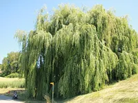 Sunntigschuelreisli