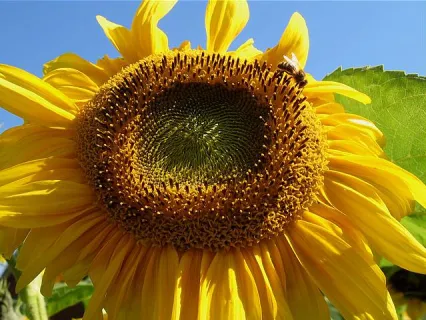 Sonnenblume (Foto: Werner N&auml;f)