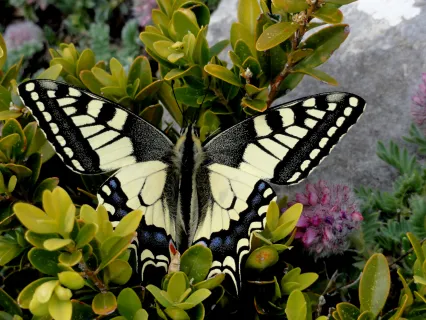 Schmetterling (Foto: Frank Lehmann)